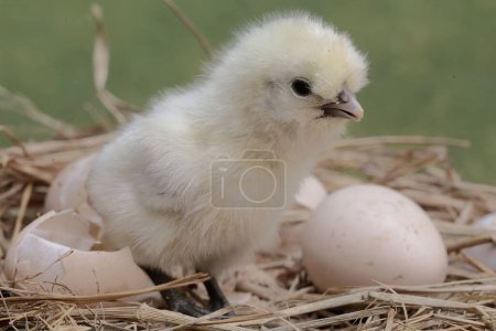Photo for The cute and adorable appearance of a silkie chick that has just hatched from an egg. This animal has the scientific name Gallus gallus domesticus. - Royalty Free Image
