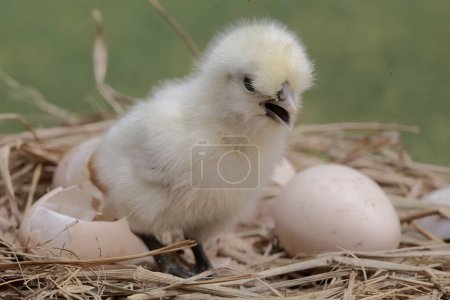 The cute and adorable appearance of a silkie chick that has just hatched from an egg. This animal has the scientific name Gallus gallus domesticus.