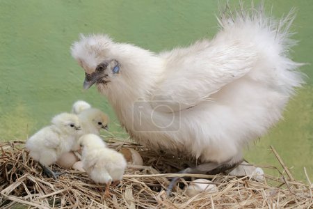 Photo for An adult female silkie chicken is looking after her newly hatched chicks with great affection. This animal has the scientific name Gallus gallus domesticus. - Royalty Free Image