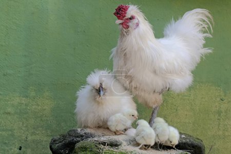 A pair of adult silkie chicks are looking for food on a moss-covered rock while looking after their newly hatched chicks. This animal has the scientific name Gallus gallus domesticus.