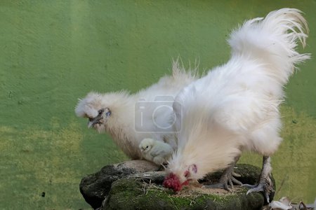 Photo for A pair of adult silkie chicks are looking for food on a moss-covered rock while looking after their newly hatched chicks. This animal has the scientific name Gallus gallus domesticus. - Royalty Free Image