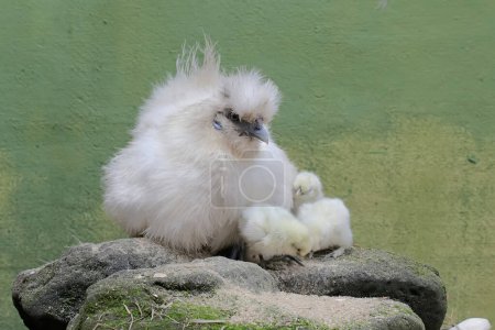 An adult female silkie chicken is looking after her newly hatched chicks with great affection. This animal has the scientific name Gallus gallus domesticus.
