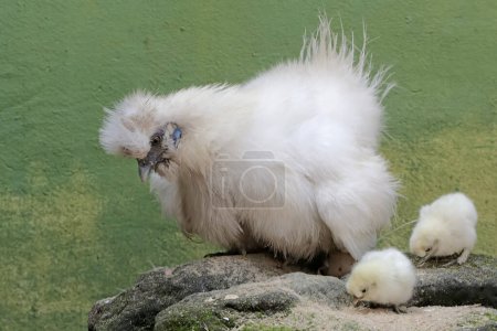 An adult female silkie chicken is looking after her newly hatched chicks with great affection. This animal has the scientific name Gallus gallus domesticus.