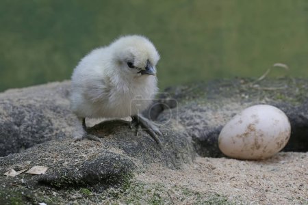 The cute and adorable appearance of a silkie chick that has just hatched from an egg. This animal has the scientific name Gallus gallus domesticus.