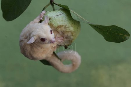 An albino sugar glider is eating a guava fruit. This marsupial mammal has the scientific name Petaurus breviceps.
