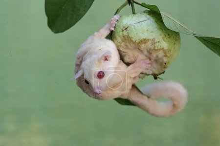 An albino sugar glider is eating a guava fruit. This marsupial mammal has the scientific name Petaurus breviceps.