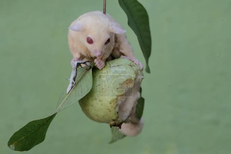Ein Albino-Zuckersegler jagt auf einem Ast eines Guaven-Baumes einem Sonnenskink nach. Dieses Beuteltier trägt den wissenschaftlichen Namen Petaurus breviceps.