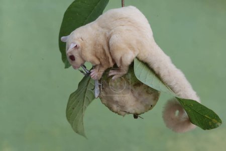 Un planeador albino de azúcar se aprovecha de un sol común en una rama de un árbol de guayaba. Este mamífero marsupial tiene el nombre científico Petaurus breviceps.