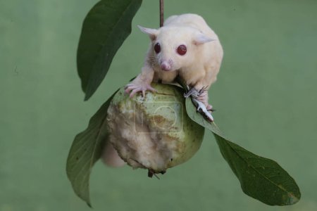 An albino sugar glider is preying on a common sun skink on a branch of a guava tree. This marsupial mammal has the scientific name Petaurus breviceps.