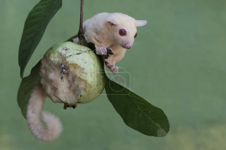 Ein Albino-Zuckersegler jagt auf einem Ast eines Guaven-Baumes einem Sonnenskink nach. Dieses Beuteltier trägt den wissenschaftlichen Namen Petaurus breviceps.