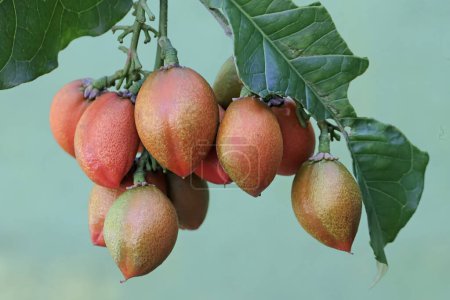 The beauty of peanut butter fruit ready to be harvested. The fruit of this plant has the property of lowering cholesterol and preventing cancer. The scientific name is Bunchosia armeniaca.
