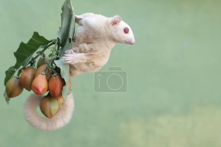 An albino sugar glider is eating peanut butter fruit. This marsupial mammal has the scientific name Petaurus breviceps.