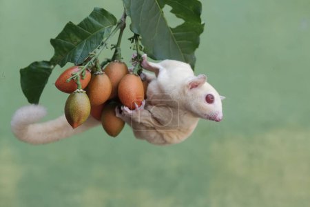 An albino sugar glider is eating peanut butter fruit. This marsupial mammal has the scientific name Petaurus breviceps.