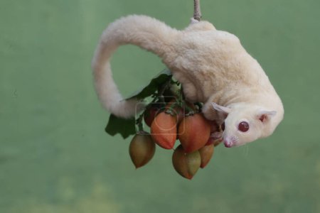 Un planeador albino de azúcar está comiendo fruta de mantequilla de maní. Este mamífero marsupial tiene el nombre científico Petaurus breviceps.