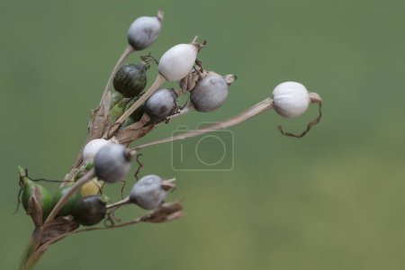 Die Schönheit der chinesischen Perlpflanze Zweige mit Früchten gefüllt. Diese Pflanze trägt den wissenschaftlichen Namen Coix lacryma-jobi.