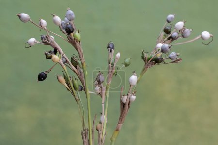 Die Schönheit der chinesischen Perlpflanze Zweige mit Früchten gefüllt. Diese Pflanze trägt den wissenschaftlichen Namen Coix lacryma-jobi.
