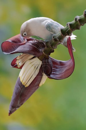 Ein Turteltaube frisst Bananenblüten, die wild wachsen. Dieser Vogel, der als Symbol wahrer Liebe verwendet wird, trägt den wissenschaftlichen Namen Agapornis fischeri.