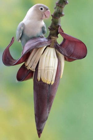 Foto de Un tortolito está comiendo flores de plátano que crecen silvestres. Esta ave que se utiliza como símbolo del amor verdadero tiene el nombre científico Agapornis fischeri. - Imagen libre de derechos
