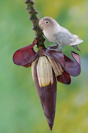 A lovebird is eating banana flowers that grow wild. This bird which is used as a symbol of true love has the scientific name Agapornis fischeri.