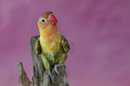 Foto de Un tortolito está posado sobre un tronco de árbol seco. Esta ave que se utiliza como símbolo del amor verdadero tiene el nombre científico Agapornis fischeri. - Imagen libre de derechos