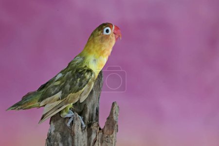 A lovebird is perched on a dry tree trunk. This bird which is used as a symbol of true love has the scientific name Agapornis fischeri.