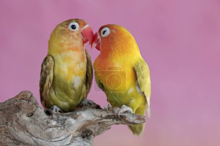 A pair of lovebirds are resting on a dry tree trunk. This bird which is used as a symbol of true love has the scientific name Agapornis fischeri.