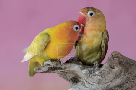 Foto de Un par de tortolitos descansan sobre un tronco de árbol seco. Esta ave que se utiliza como símbolo del amor verdadero tiene el nombre científico Agapornis fischeri. - Imagen libre de derechos