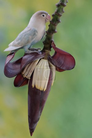 Un tortolito está comiendo flores de plátano que crecen silvestres. Esta ave que se utiliza como símbolo del amor verdadero tiene el nombre científico Agapornis fischeri.