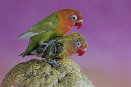 Foto de Un par de tortolitos descansan sobre una fruta de pomelo. Esta ave que se utiliza como símbolo del amor verdadero tiene el nombre científico Agapornis fischeri. - Imagen libre de derechos