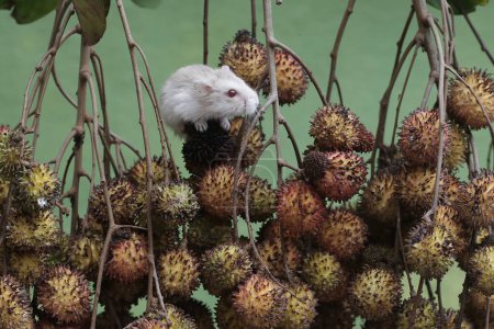 A Campbell dwarf hamster was hunting for small insects on the branches of a rambutan tree full of fruit. This rodent has the scientific name Phodopus campbelli.
