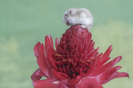 A Campbell dwarf hamster is hunting for small insects in a torch ginger flower in full bloom. This rodent has the scientific name Phodopus campbelli.