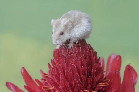A Campbell dwarf hamster is hunting for small insects in a torch ginger flower in full bloom. This rodent has the scientific name Phodopus campbelli.