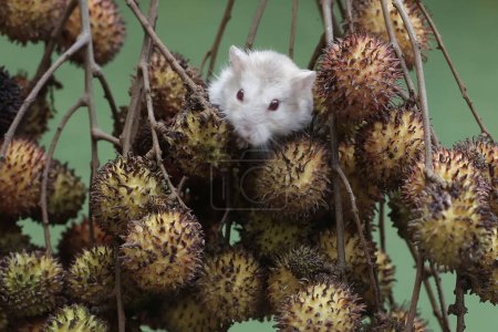 A Campbell dwarf hamster was hunting for small insects on the branches of a rambutan tree full of fruit. This rodent has the scientific name Phodopus campbelli.