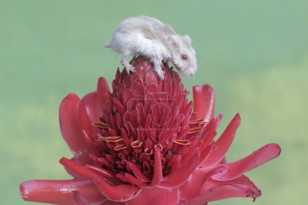 Un hámster enano Campbell está cazando pequeños insectos en una flor de jengibre antorcha en plena floración. Este roedor tiene el nombre científico Phodopus campbelli.
