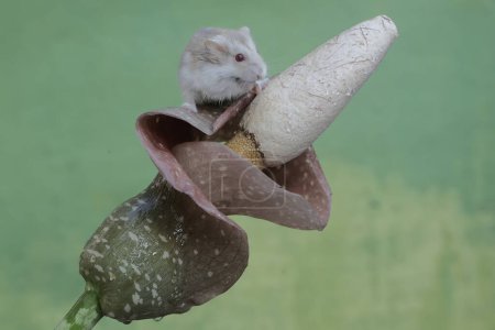 Téléchargez les photos : Un hamster nain Campbell chasse de petits insectes dans une fleur sauvage. Ce rongeur a le nom scientifique Phodopus campbelli. - en image libre de droit