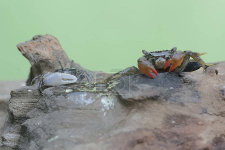 A mangrove swimming crab (Perisesarma sp) and a fiddler crab (Uca sp) are hunting prey in weathered logs that have washed ashore in the estuary.