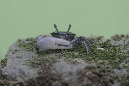A fiddler crab is waiting for prey in weathered logs that have washed ashore in the estuary. This animal has the scientific name Uca sp.