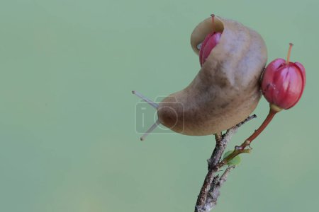 Téléchargez les photos : Une limace de champ se nourrit de fleurs d'ornithologie. Cet escargot sans coquille porte le nom scientifique de Deroceras reticulatum. - en image libre de droit