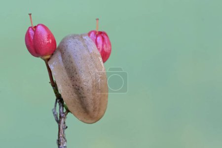 Téléchargez les photos : Une limace de champ se nourrit de fleurs d'ornithologie. Cet escargot sans coquille porte le nom scientifique de Deroceras reticulatum. - en image libre de droit