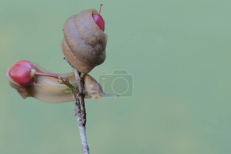 Dos babosas de campo se alimentan de flores de arbustos de ojos de pájaro. Este caracol sin estantes tiene el nombre científico Deroceras reticulatum.