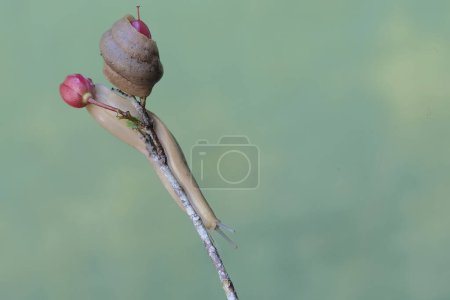 Zwei Feldschnecken ernähren sich von Buschblumen. Diese schalenlose Schnecke trägt den wissenschaftlichen Namen Deroceras reticulatum.