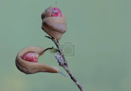 Téléchargez les photos : Deux limaces se nourrissent de fleurs d'ornithologie. Cet escargot sans coquille porte le nom scientifique de Deroceras reticulatum. - en image libre de droit
