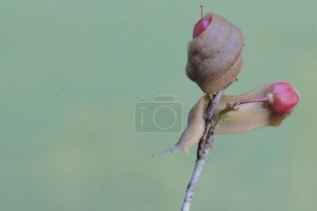Téléchargez les photos : Deux limaces se nourrissent de fleurs d'ornithologie. Cet escargot sans coquille porte le nom scientifique de Deroceras reticulatum. - en image libre de droit
