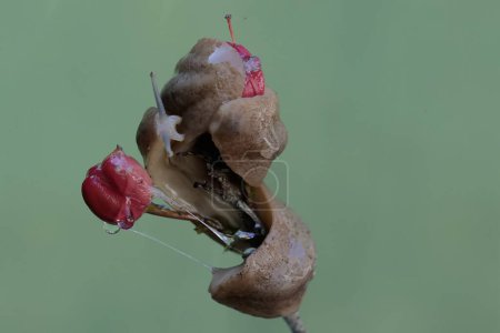 Dos babosas de campo se alimentan de flores de arbustos de ojos de pájaro. Este caracol sin estantes tiene el nombre científico Deroceras reticulatum.