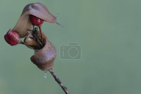 Deux limaces se nourrissent de fleurs d'ornithologie. Cet escargot sans coquille porte le nom scientifique de Deroceras reticulatum.
