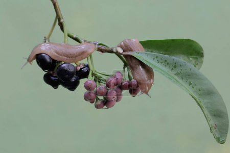 Zwei Feldschnecken ernährten sich von einer Traube reifer Schuhbutterfrüchte an einem Baum. Diese schalenlose Schnecke trägt den wissenschaftlichen Namen Deroceras reticulatum.
