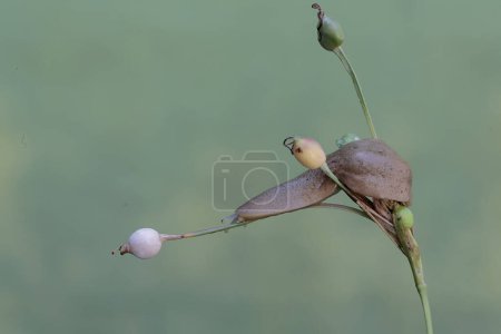 Una babosa de campo está comiendo el fruto de la planta de lágrimas del trabajo. Este caracol sin estantes tiene el nombre científico Deroceras reticulatum.