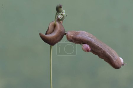 Dos babosas de campo están comiendo el fruto de la planta de lágrimas del trabajo. Este caracol sin estantes tiene el nombre científico Deroceras reticulatum.