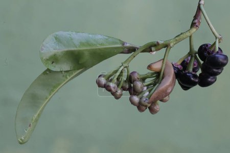 Eine Feldschnecke ernährt sich von einer Traube reifer Schuhbutton-Früchte an einem Baum. Diese schalenlose Schnecke trägt den wissenschaftlichen Namen Deroceras reticulatum.