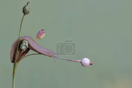 Eine Feldschnecke frisst die Früchte der Tränenpflanze. Diese schalenlose Schnecke trägt den wissenschaftlichen Namen Deroceras reticulatum.
